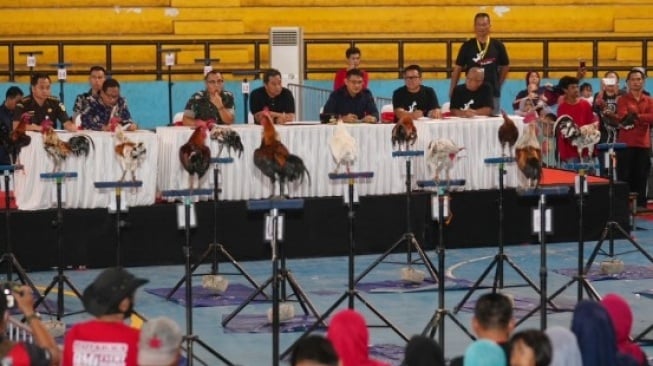 Lomba dan kontes ayam ketawa Gubernur Cup 2023 yang digelar di GOR Sudiang, Makassar, Jumat (10/11/2023) [SuaraSulsel.id/Humas Pemprov Sulsel]