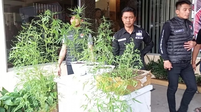 Warga Sumberbaru Jember yang Tanam Ganja di Polybag Ternyata Juga Residivis Perampokan