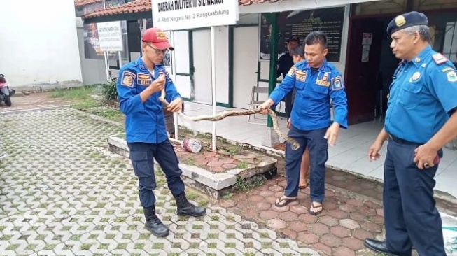 Heboh Ular Sanca Dievakuasi dari Saluran Pembuangan Air Warga di Rangkasbitung Lebak