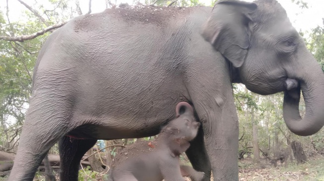 Gajah Riska Melahirkan Anak Kedua di TNWK