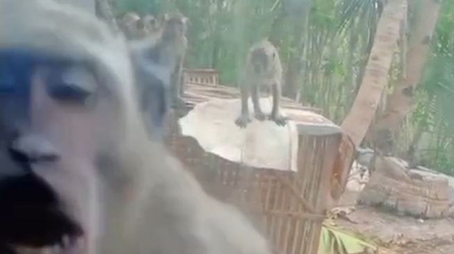 Monyet Ekor Panjang Bikin Resah di Gunungkidul, Rusak Tanaman hingga Tidur di Pekarangan Rumah Warga