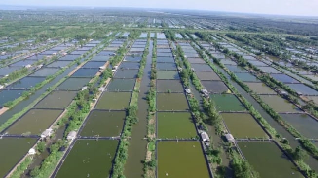 Upaya Pemerintah Mengembalikan Kejayaan Tambak Udang Dipasena di Tulang Bawang