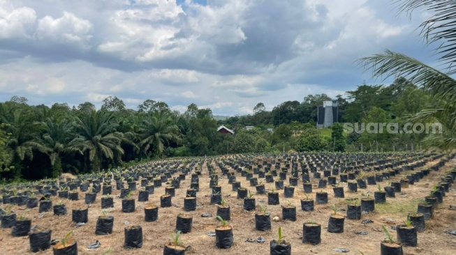 Tingkatkan Produktivitas Perkebunan, Disbun Kaltim Siapkan 50 Ribu Benih Unggul