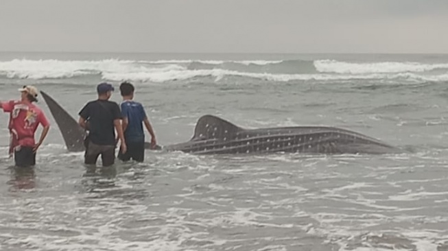 Hiu Tutul Terdampar di Pantai Parangtritis Bantul Mati Karena Tidak Bisa Kembali Ke Laut