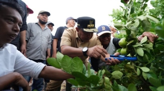 Pj Gubernur Sulsel Bahtiar Baharuddin Tanam Cavendish dan Panen Lemon Sidenreng di Desa Talumae