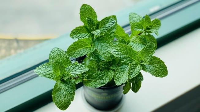 Ingin Menanam Daun Mint? Berikut 3 Tips Sederhana untuk Merawatnya