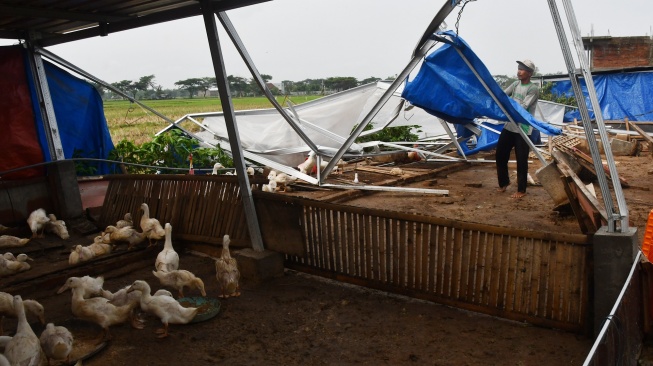 Warga membenahi kandang bebek yang roboh akibat bencana puting beliung di Desa Klecorejo, Mejayan, Kabupaten Madiun, Jawa Timur, Jumat (1/12/2023). [ANTARA FOTO/Siswowidodo/foc]