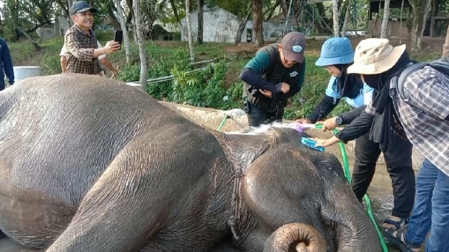 TNWK Dibuka Hari Ini, Jangan Harap Bisa Lihat Atraksi Gajah Lagi