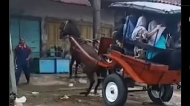 Viral Kuda Delman Ngamuk saat Bawa Penumpang, Diduga sedang Birahi