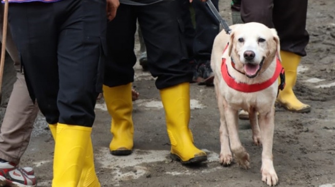 Anjing pelacak dikerahkan untuk mencari korban banjir bandang dan longsor di Kabupaten Humbang Hasundutan (Humbahas), Sumatera Utara. [Ist]