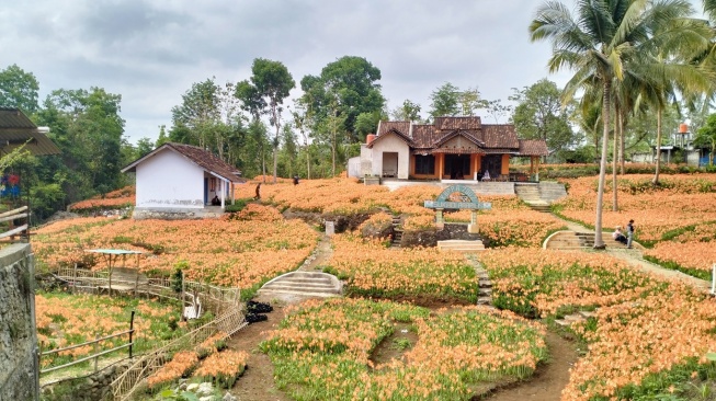 Cerita Sukadi, Kembangkan Gulma justru Hasilkan Cuan di Kebun Bunga Amarilis Gunungkidul