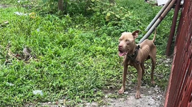 Potret Anjing Ditelantarkan di Pekanbaru, Leher Dirantai-Tubuhnya Kurus