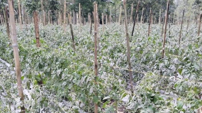 2,1 Ribu Hektare Lebih Lahan Pertanian Kabupaten Agam Terdampak Abu Vulkanik Letusan Gunung Marapi