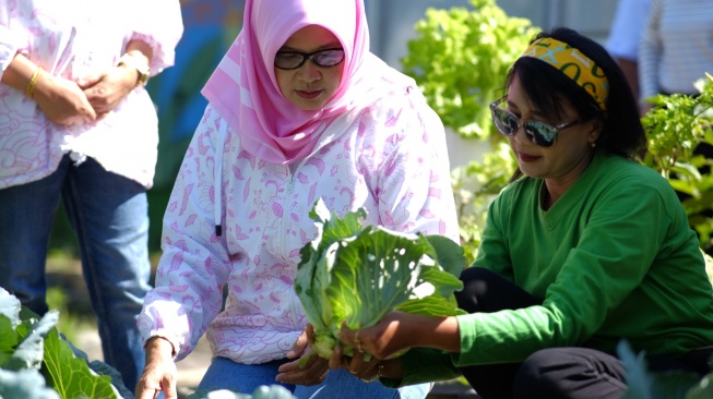 Kisah Sukses Warga Mrican Caturtunggal, Bertani di Kota Bersama BRInita