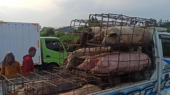 Truk bermuatan babi terguling pada Tol Jagorawi. (tangkapan layar/ist)