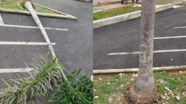 Pohon di Taman Kota Sanggau Nyaris Digondol Maling, Netizen: Sampai Hati!