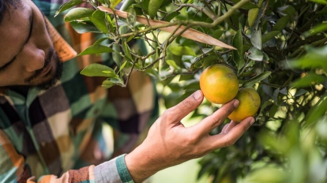 Sulitnya Jadi Petani di Lereng Kendeng: Susah dapat Pupuk