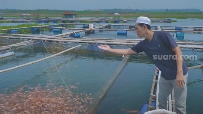 Kamaludin, Ketua klaster Keramba Jaring Apung (KJA) di Cipeundeuy, Desa Margalaksana, Kabupaten Bandung Barat saat memberi makan ikan. (Foto dok. Suara.com)