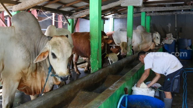 Pekerja memberikan pakan hewan ternak sapi di kawasan Pancoran, Jakarta, Jumat (15/12/2023). [Suara.com/Alfian Winanto]