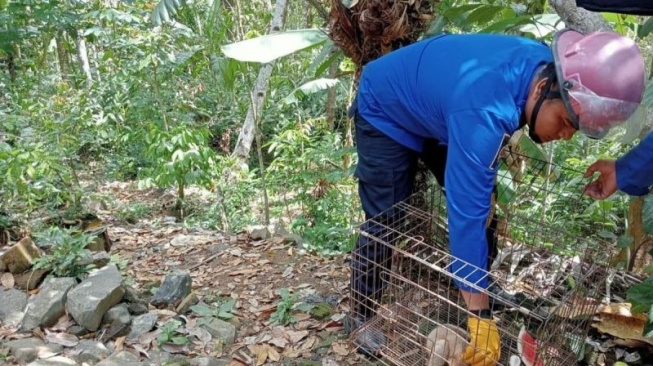 Kukang Jawa Dievakuasi dari Pemukiman Warga Trenggalek, Liar atau Tangkapan Warga?