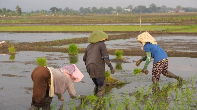 Ilustrasi petani padi. [Freepik]