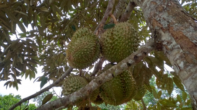 Durian montong di Kampar, Minggu (24/12/2023). [Suara.com/Eko Faizin]