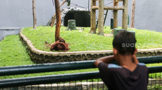 Pengunjung melihat orang utan saat berwisata di Taman Margasatwa Ragunan, Jakarta, Selasa (26/12/2023). [Suara.com/Alfian Winanto]