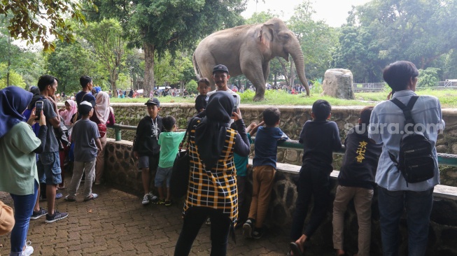 Pengunjung melihat gajah saat berwisata di Taman Margasatwa Ragunan, Jakarta, Selasa (26/12/2023). [Suara.com/Alfian Winanto]