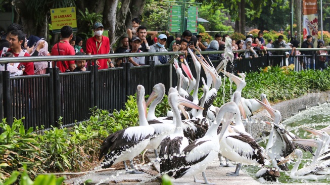 Pengunjung melihat burung pelican saat berwisata di Taman Margasatwa Ragunan, Jakarta, Selasa (26/12/2023). [Suara.com/Alfian Winanto]