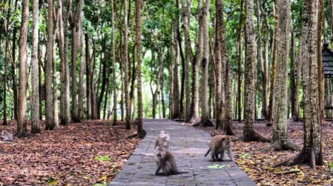 Niat Hati Videokan Monyet di Monkey Forest, Bule Ini Malah Direkam Si Monyet