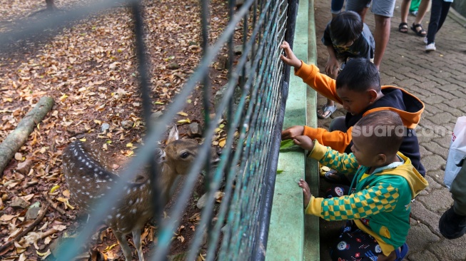 Pengunjung melihat rusa saat berwisata di Taman Margasatwa Ragunan, Jakarta, Selasa (26/12/2023). [Suara.com/Alfian Winanto]