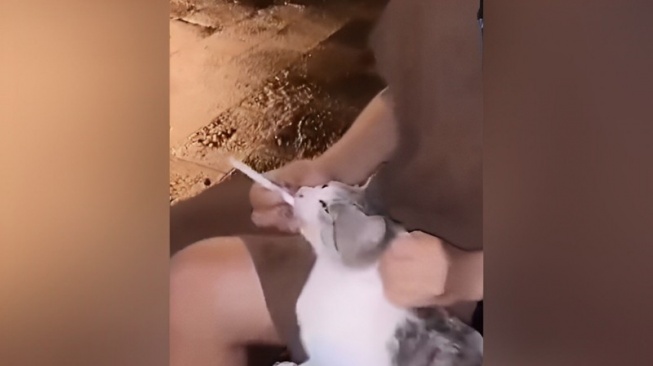 Heboh Wanita di Tebing Tinggi Paksa Kucing Merokok, Polisi Turun Tangan