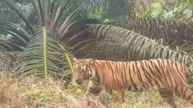 Kemunculan Harimau dan Anaknya di Perkebunan Warga Indragiri Hulu