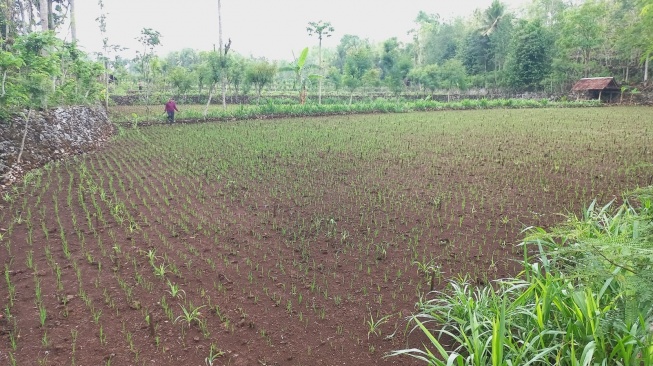 Cerita Tukini, Hanya Pasrah selama Kemarau Panjang di Gunungkiul, Akhirnya Bernapas Lega Diselamatkan Hujan