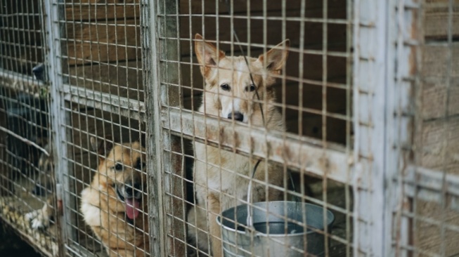 Cerita Penyelamatan Ratusan Anjing dari Penjagalan di Semarang: Kaki dan Mulut Diikat Tali