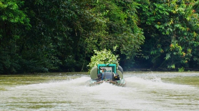 Wisata Unik di Kaltim, Pengunjung Bisa Ikut Lepas Orang Utan ke Habitat Asli