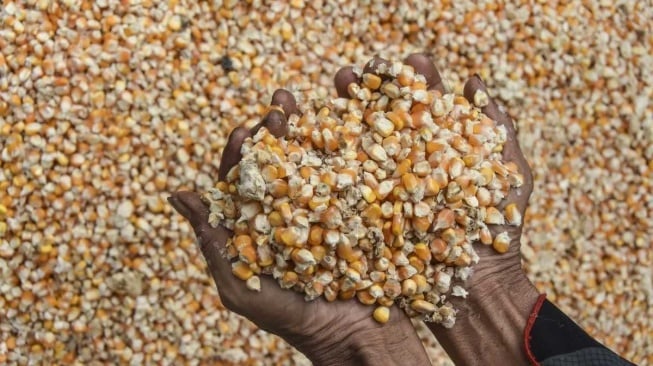 Harga Jagung Anjlok Sebab Stok Melimpah, Mentan Minta Bulog Beri Harga Tinggi