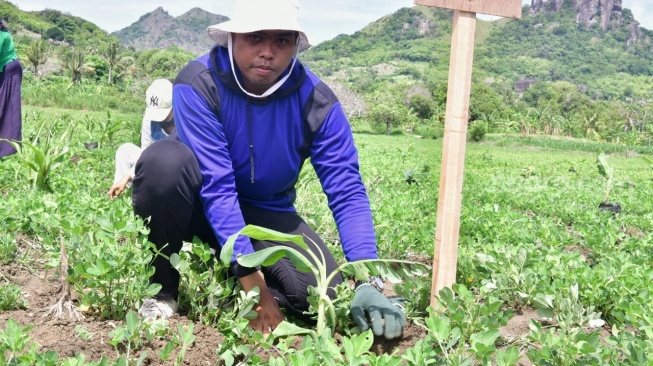 Inovasi Petani Desa Buae Sidrap, Pisang Cavendish Tumbuh Bersama Tanaman Kacang