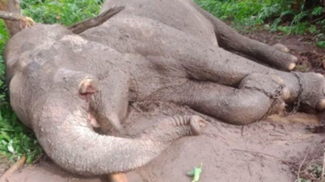 Gajah latih bernama Rahman di TNTN mati. [Ist]