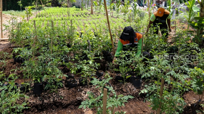 Petugas memberikan pupuk kompos ada tanaman di tempat penyaringan sampah di TB Simatupang, Jakarta, Jumat (12/1/2024). [Suara.com/Alfian Winanto]