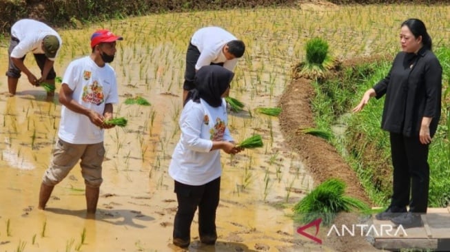 Bertemu Petani Milenial di Semarang, Puan Maharani Berharap Produksi Pertanian Melimpah