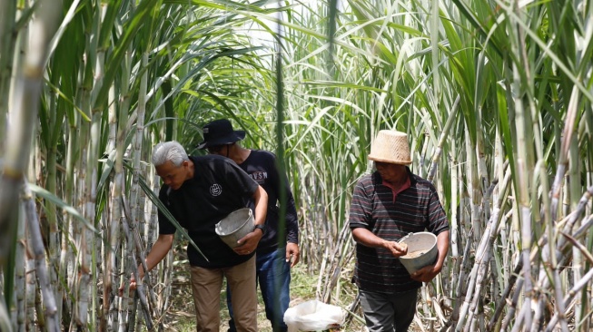 Dikeluhkan Petani Tebu soal Impor Gula, Ganjar Komit Bakal Utamakan Produk Dalam Negeri