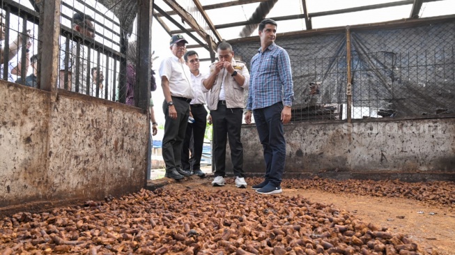 Jadi Produk Spesifik, Pemprov Sumbar Rancang Pergub Tata Niaga Gambir