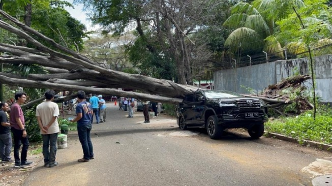 Penampakan Mobil Fortuner ringsek usai tertimpa pohon besar dalam dekat rumah Capres nomor urut 2, Prabowo Subianto, Jaksel. (Suara.com/M Yasir)