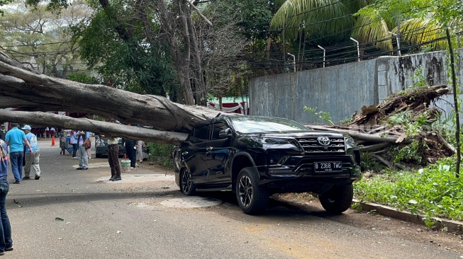 Sebuah pohon besar tumbang tak jauh dari rumah Capres Prabowo Subianto menimpa mobil Toyota Fortuner hingga ringsek di Jalan Sriwijaya I, Kebayoran Baru, Jakarta Selatan, Selasa (16/1/2024). [Suara.com/M. Yasir]