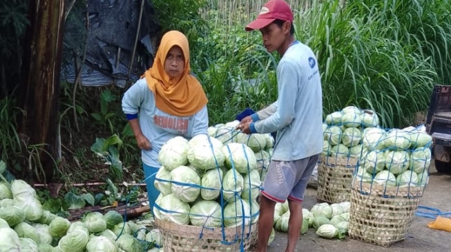 Relawan Prabowo Borong Sayur yang Tak Laku dari Petani 7 Ton Per Hari