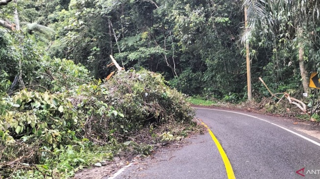 pohon tumbang di tempat jalinbar Tanggamus-Krui, Rabu (17/1/2024). [ANTARA]