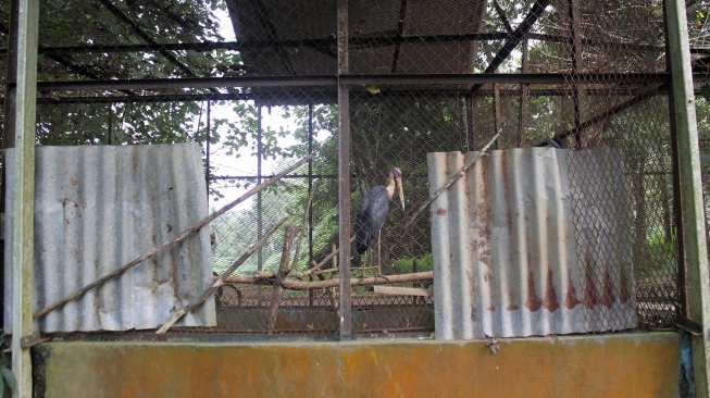 Seekor burung Bangau tongtong (Leptoptilos javanicus) berada di dalam kandang yang terbengkalai di kebun binatang Medan Zoo, Medan, Sumatera Utara, Senin (15/1/2024). [ANTARA FOTO/Yudi/nz] 