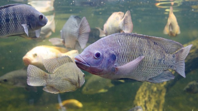 3 Manfaat Mengonsumsi Ikan Nila untuk Kesehatan Tubuh