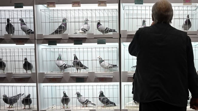 Masyarakat melihat burung merpati di kandangnya saat "British Homing World Show of the year" di Winter Gardens, Blackpool, Inggris, Sabtu (20/1/2024). [Paul ELLIS / AFP] 